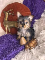 Cherry Pie 🥧 , a female Yorkshire Terrier for sale in Godwin, NC – 5 of 5