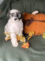 Lemon, a male Shihpoo for sale in Godwin, NC – 5 of 6