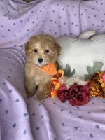 Cupcake, a female Maltipoo for sale in Godwin, NC – 3 of 7
