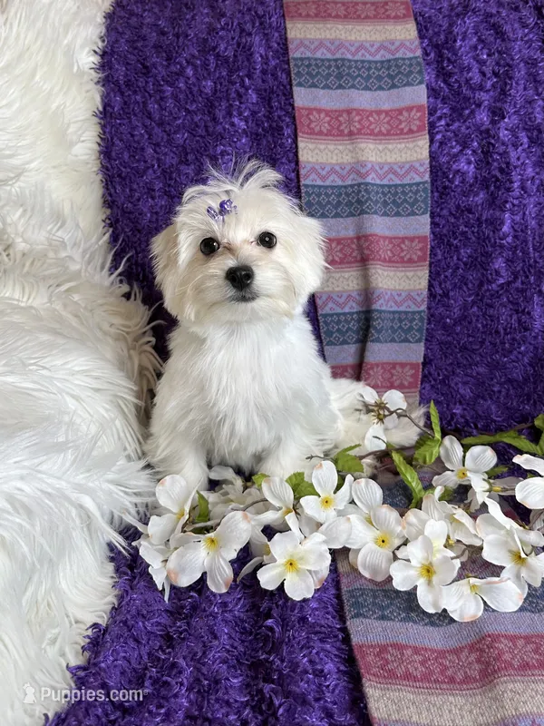 Trinity 🎀 – Maltese puppy for sale in Godwin, NC