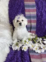 Trinity 🎀, a female Maltese for sale in Godwin, NC – 1 of 5