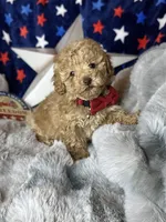 Yankee, a male Poodle - Toy  for sale in Godwin, NC – 2 of 6