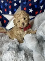 Yankee, a male Poodle - Toy  for sale in Godwin, NC – 4 of 6