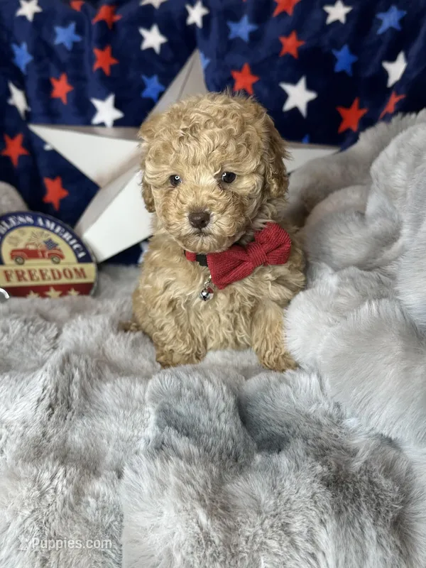 Yankee – Poodle - Toy  puppy for sale in Godwin, NC