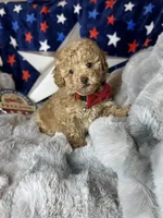 Yankee, a male Poodle - Toy  for sale in Godwin, NC – 3 of 6
