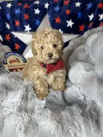 Yankee, a male Poodle - Toy  for sale in Godwin, NC – 6 of 6