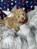 Yankee, a male Poodle - Toy  for sale in Godwin, NC – 5 of 6