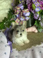 Sheba💎, a female Chorkie for sale in Godwin, NC – 3 of 4