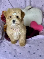 Caramel , a female Maltipoo for sale in Godwin, NC – 7 of 8