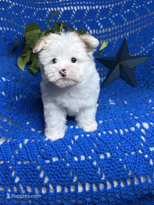 Sammy  – Morkie puppy for sale in Godwin, NC