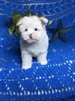 Sammy , a male Morkie for sale in Godwin, NC – 1 of 7