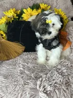Lolly, a female Shihpoo for sale in Godwin, NC – 6 of 8