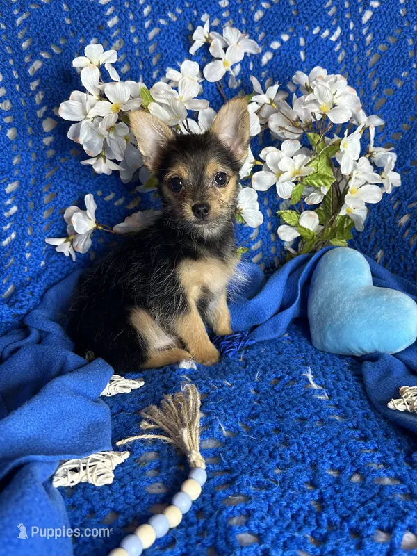 Shubunkin – Chorkie puppy for sale in Godwin, NC