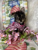 Bloom, a female Yorkshire Terrier for sale in Godwin, NC – Photo 2 of 5