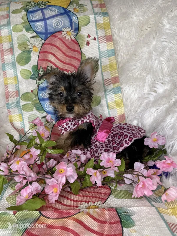 Bloom – Yorkshire Terrier puppy for sale in Godwin, NC