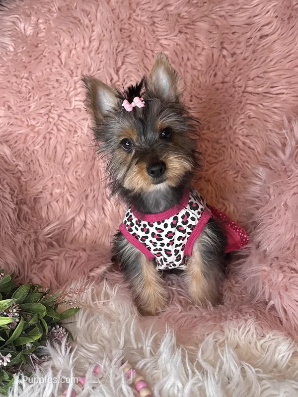 Bloom – Yorkshire Terrier puppy for sale in Godwin, NC