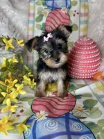 Bloom, a female Yorkshire Terrier for sale in Godwin, NC – Photo 3 of 4