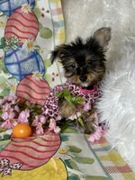 Bloom, a female Yorkshire Terrier for sale in Godwin, NC – Photo 3 of 5