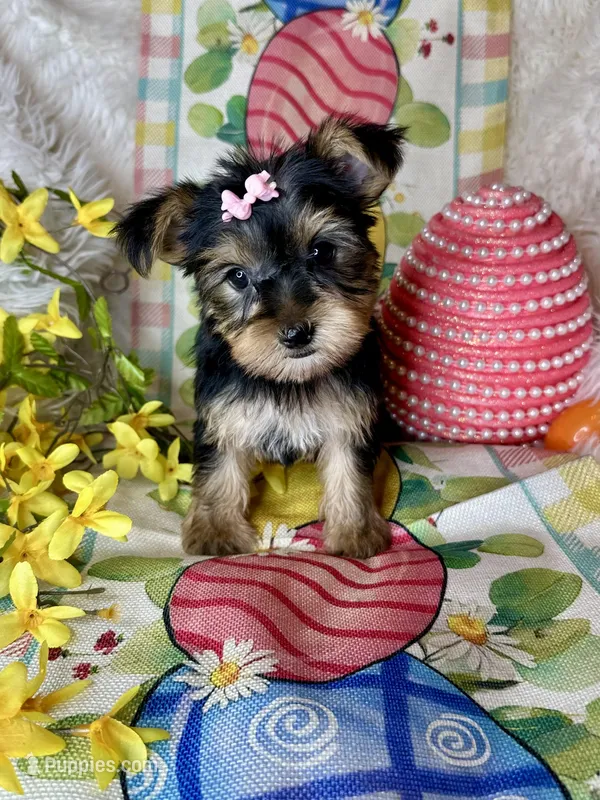 Bloom – Yorkshire Terrier puppy for sale in Godwin, NC