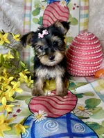 Bloom, a female Yorkshire Terrier for sale in Godwin, NC – Photo 1 of 4