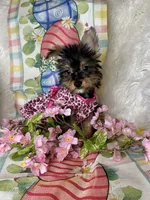 Bloom, a female Yorkshire Terrier for sale in Godwin, NC – Photo 5 of 5