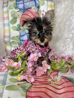 Bloom, a female Yorkshire Terrier for sale in Godwin, NC – Photo 4 of 5