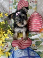 Bloom, a female Yorkshire Terrier for sale in Godwin, NC – Photo 2 of 4