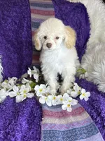 Rosemary 🌹 , a female Poodle - Toy  for sale in Godwin, NC – 4 of 6