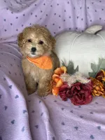 Cupcake, a female Maltipoo for sale in Godwin, NC – 7 of 7