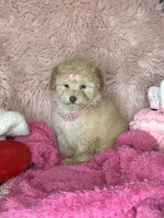Gigi, a female Poodle - Toy  for sale in Godwin, NC – 2 of 5