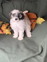 Lemon, a male Shihpoo for sale in Godwin, NC – 6 of 6
