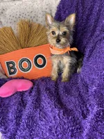 Cherry Pie 🥧 , a female Yorkshire Terrier for sale in Godwin, NC – 5 of 5