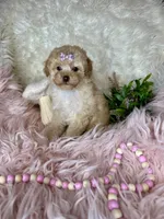 Gigi, a female Poodle - Toy  for sale in Godwin, NC – 2 of 3