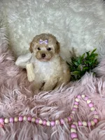 Gigi, a female Poodle - Toy  for sale in Godwin, NC – 3 of 3