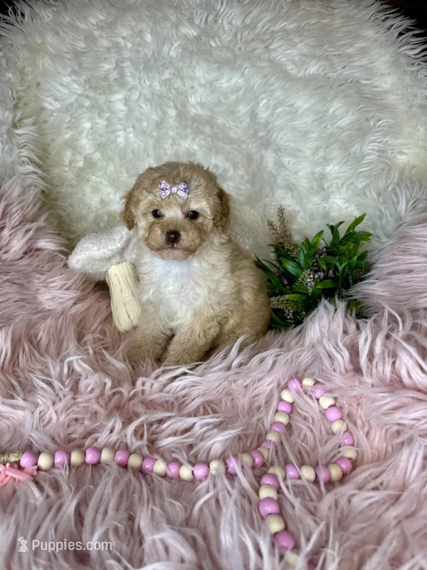 Gigi – Poodle - Toy  puppy for sale in Godwin, NC