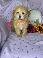 Cupcake, a female Maltipoo for sale in Godwin, NC – 2 of 7