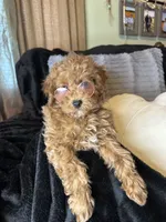 Fable , a female Poodle - Toy  for sale in Godwin, NC – 3 of 3