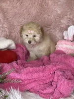 Gigi, a female Poodle - Toy  for sale in Godwin, NC – 3 of 5