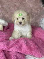 Rosemary , a female Poodle - Toy  for sale in Godwin, NC – 4 of 4