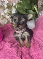 Cherry, a female Yorkshire Terrier for sale in Godwin, NC – 3 of 5