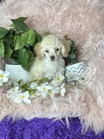 Rosemary , a female Poodle - Toy  for sale in Godwin, NC – 7 of 8