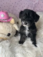 Peppy  🌸, a female Yorkipoo for sale in Godwin, NC – 2 of 4