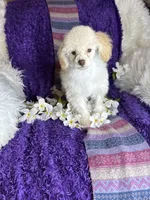 Rosemary 🌹 , a female Poodle - Toy  for sale in Godwin, NC – 5 of 6