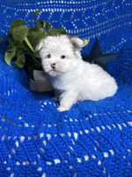Sammy , a male Morkie for sale in Godwin, NC – 5 of 7