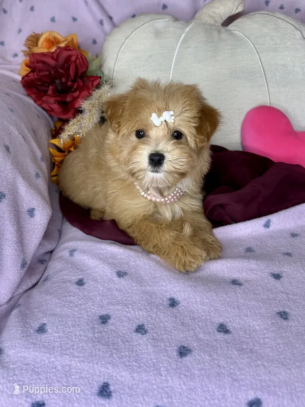 Caramel  – Maltipoo puppy for sale in Godwin, NC