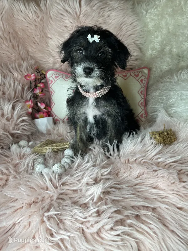 Peppy  🌸 – Yorkipoo puppy for sale in Godwin, NC