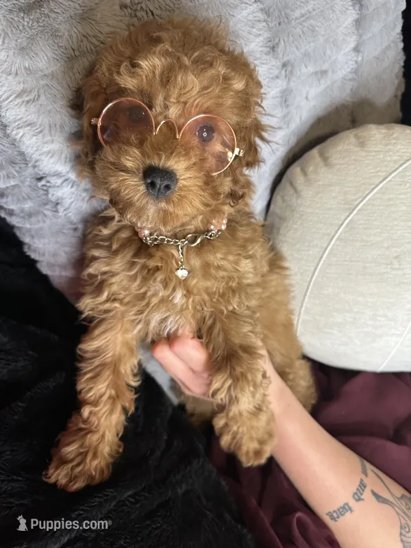 Fable  – Poodle - Toy  puppy for sale in Godwin, NC