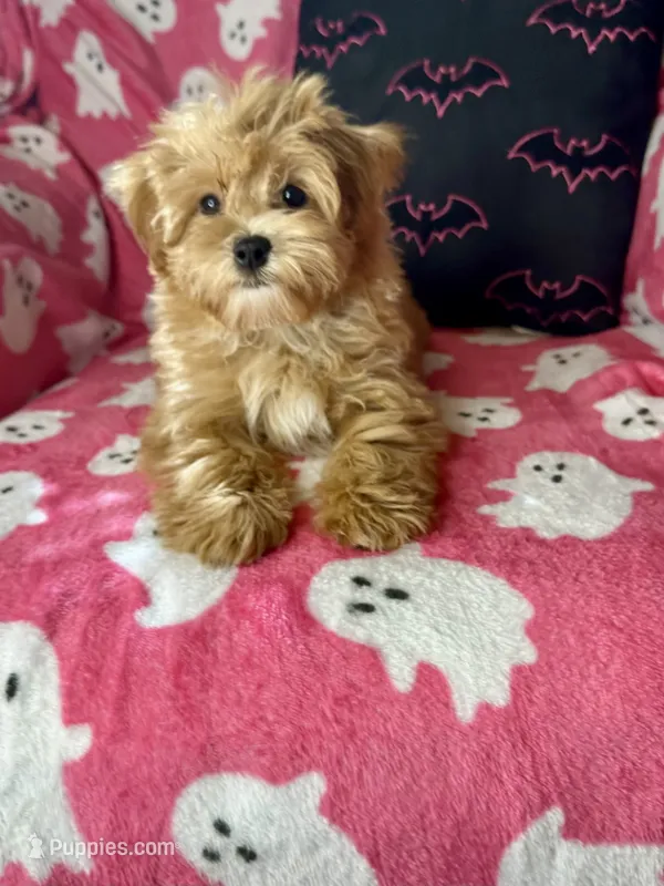 Caramel  – Maltipoo puppy for sale in Godwin, NC