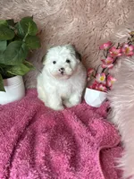 Sissy, a female Morkie for sale in Godwin, NC – 2 of 4