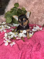 Sheba, a female Chorkie for sale in Godwin, NC – 4 of 4